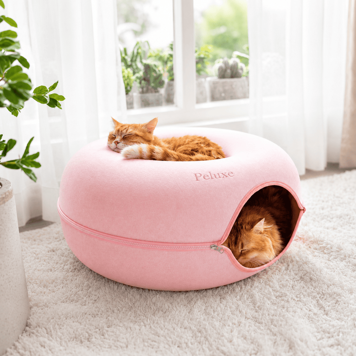 PeluxeCatHalo todo lo que tu gato necesita en 1